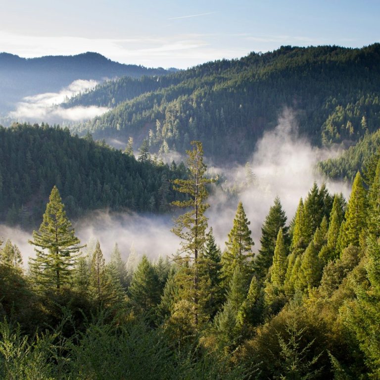 Dichte, grüne Wälder mit Nebel, umgeben von sanften Hügeln und Bergen im Hintergrund.